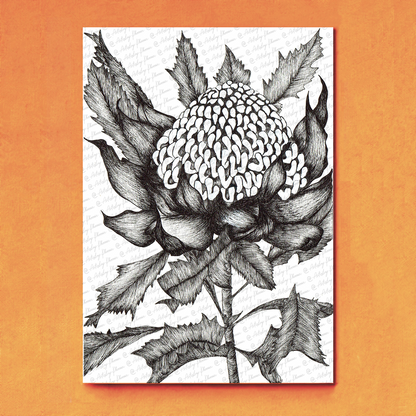 (PRE ORDER) Waratah: Black and White Print